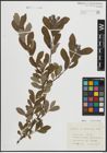 Foto von Salix atrocinerea Brot.